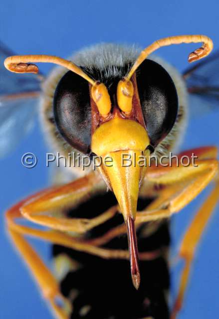 Bembix rostrata.JPG - in "Portraits d'insectes" ed. SeuilBembix rostrataBembex a rostreSand waspHymenopteraSphecidaeFrance